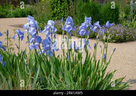 Une souche d'iris à barbe bleu pâle dans le Paradise Garden à RHS Bridgewater, dans le Grand Manchester, en Angleterre Banque D'Images