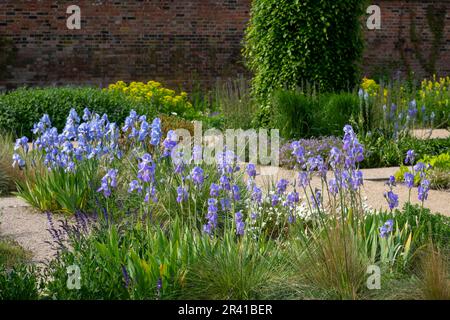 Iris à barbe bleu pâle dans le jardin paradisiaque de RHS Bridgewater, Grand Manchester, Angleterre Banque D'Images