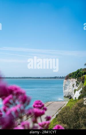 Vue sur les falaises de craie blanche en direction de Pegwell Bay depuis la falaise ouest de Ramsgate. Les fleurs rouges de valériane peuvent être vues défocused au premier plan. Banque D'Images