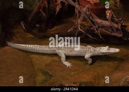 Albino Alligator américain, Alligator mississippiensis, Alligatoridae, Ménagerie (Zoológico) del Jardín de las Plantas, Paris, France Banque D'Images