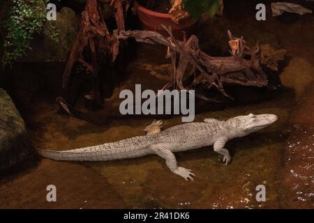 Albino Alligator américain, Alligator mississippiensis, Alligatoridae, Ménagerie (Zoológico) del Jardín de las Plantas, Paris, France Banque D'Images