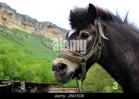 République de Karachay Cherkessia, Russie. 23rd mai 2023. Un poney (cheval) vu dans un pré dans les montagnes du Caucase sur le territoire de la République de Karachay-Cherkessia, près des chutes d'eau de miel, dans la Fédération de Russie. (Photo de Maksim Konstantinov/SOPA Images/Sipa USA) crédit: SIPA USA/Alay Live News Banque D'Images