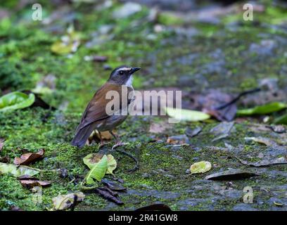 Un Alethe à chopes brunes (Chamaetylas poliocephala) debout sur des roches mossy. Kenya, Afrique. Banque D'Images