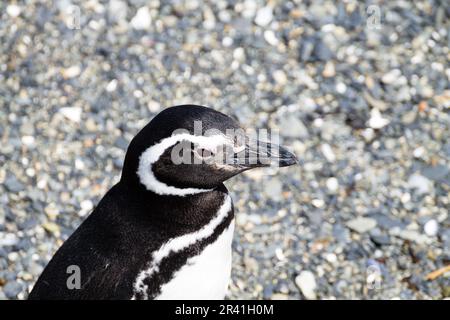 Magellanic penguin Sur la plage de l'île Martillo, Ushuaia. Parc national Terre de Feu. La faune du Chili Banque D'Images