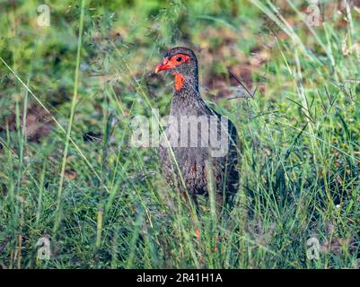 Un Spurfowin à col rouge (Pternistis afer) fourrager dans la haute herbe. Kenya, Afrique. Banque D'Images