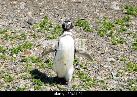 Magellanic penguin Sur la plage de l'île Martillo, Ushuaia. Parc national Terre de Feu. La faune du Chili Banque D'Images