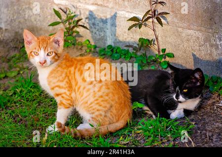 Des chatons sauvages sont illustrés, 22 mai 2023, à Coden, en Alabama. Banque D'Images