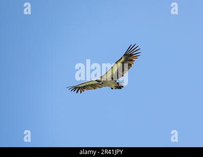 Une Vulture à dos blanc (Gyps africanus) en danger critique de disparition qui s'envolent dans le ciel bleu. Kenya, Afrique. Banque D'Images