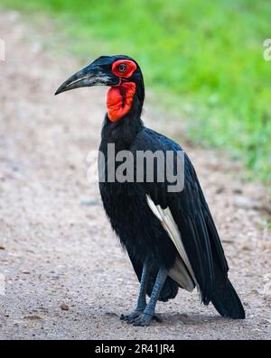 Un Southern Ground-Hornbill (Bucorvus leadbeateri) debout sur une route de terre. Kenya, Afrique. Banque D'Images