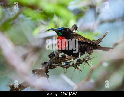 Un Sunbird (Chalcomitra senegalensis), un mâle haut en couleur, perché sur une branche. Kenya, Afrique. Banque D'Images