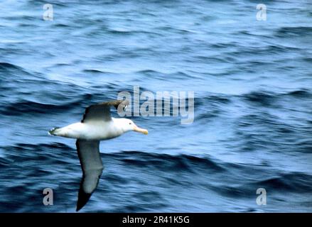 Albatros errant Atlantique Sud 1972 Banque D'Images