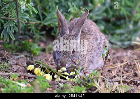 Pacivic Grove, Californie, États-Unis. 25th mai 2023. Pinceau lapin (Sylvilagus bachmani) manger des fleurs de lupin (Credit image: © Rory Merry/ZUMA Press Wire) USAGE ÉDITORIAL SEULEMENT! Non destiné À un usage commercial ! Banque D'Images