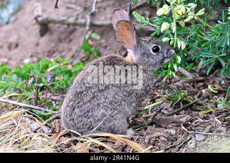 Pacivic Grove, Californie, États-Unis. 25th mai 2023. Pinceau lapin (Sylvilagus bachmani) manger des fleurs de lupin (Credit image: © Rory Merry/ZUMA Press Wire) USAGE ÉDITORIAL SEULEMENT! Non destiné À un usage commercial ! Banque D'Images