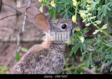 Pacivic Grove, Californie, États-Unis. 25th mai 2023. Pinceau lapin (Sylvilagus bachmani) manger des fleurs de lupin (Credit image: © Rory Merry/ZUMA Press Wire) USAGE ÉDITORIAL SEULEMENT! Non destiné À un usage commercial ! Banque D'Images