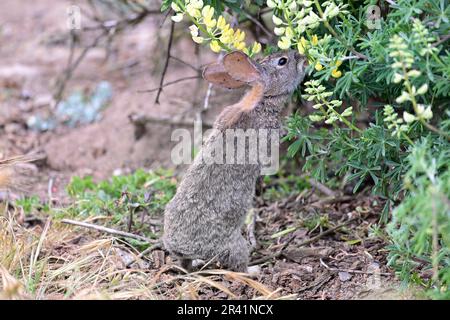 Pacivic Grove, Californie, États-Unis. 25th mai 2023. Pinceau lapin (Sylvilagus bachmani) manger des fleurs de lupin (Credit image: © Rory Merry/ZUMA Press Wire) USAGE ÉDITORIAL SEULEMENT! Non destiné À un usage commercial ! Banque D'Images