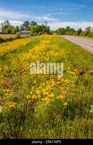 Coreopsis fleurs sauvages le long de la route 362 de la ferme au marché dans le sud-est du Texas. Banque D'Images