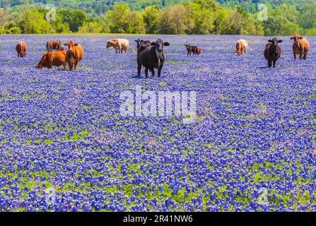 Vaches dans le champ de Bluebonnets du Texas, Lupinus texensis, sur un ranch près de Whitehall, Texas. Banque D'Images