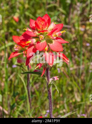 Indian Paintbrush, Castilleja indivisa, fleurs sauvages le long des routes de ferme à marché dans le sud-est du Texas. Banque D'Images