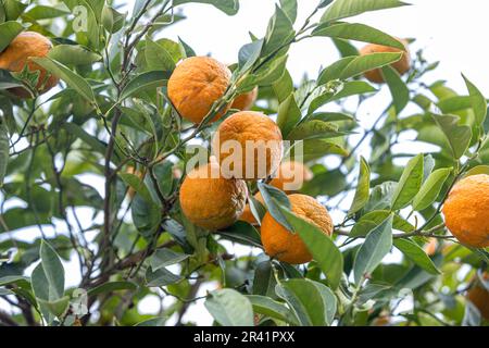Oranges mûres accrochées entre les feuilles sur les branches des arbres d'un citrus bosquet organique, en hiver.Orange arbre. Branche orange avec congé vert Banque D'Images