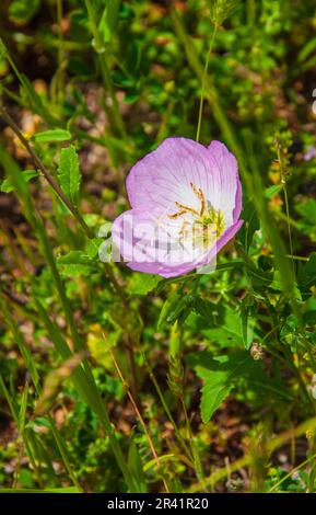 Soirée dansante Primrose, Oenothera speciosa , floraison au printemps au site historique de l'Old Baylor College à Independence, Texas. Banque D'Images