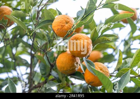 Oranges mûres accrochées entre les feuilles sur les branches des arbres d'un citrus bosquet organique, en hiver.Orange arbre. Branche orange avec congé vert Banque D'Images