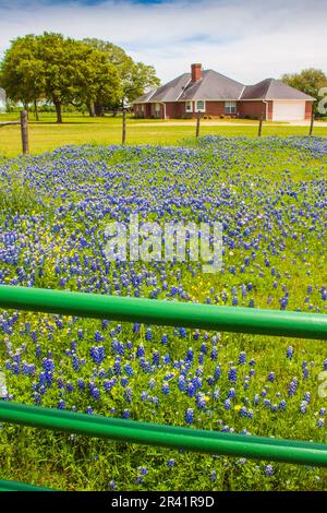 Les fleurs sauvages du Texas Bluebonnet, Lupinus texensis, fleurissent au printemps le long de la route 390 de la ferme au marché au Texas. Banque D'Images