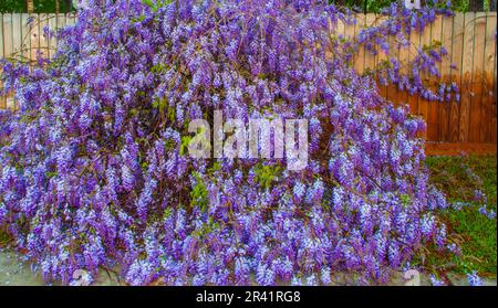 Wisteria, Wisteria sp., le long d'une clôture dans un quartier de Spring, Texas. La wisteria est un genre de plantes à fleurs de la famille des pois, les Fabaceae. Banque D'Images