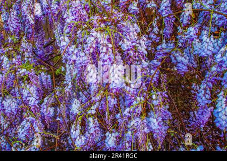 Wisteria, Wisteria sp., le long d'une clôture dans un quartier de Spring, Texas. La wisteria est un genre de plantes à fleurs de la famille des pois, les Fabaceae. Banque D'Images