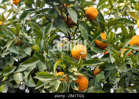 Oranges mûres accrochées entre les feuilles sur les branches des arbres d'un citrus bosquet organique, en hiver.Orange arbre. Branche orange avec congé vert Banque D'Images