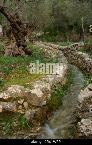 Son Marroig. Olivar.Deia.Sierra de Tramuntana.Mallorca.Baleares.España Banque D'Images