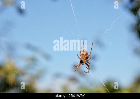 une araignée assise sur son web avec un gros plan Banque D'Images