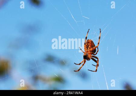 une araignée assise sur son web avec un gros plan Banque D'Images