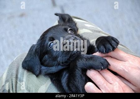 Chiot Labrador noir jouant avec la main humaine, expression joyeuse Banque D'Images