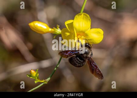 Abeille charpentier pollinisant la fleur jaune dans l'habitat naturel Banque D'Images
