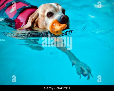 Chien dans la piscine. Hydrothérapie. Chien senior Banque D'Images