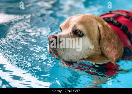 Chien dans la piscine. Hydrothérapie. Chien senior Banque D'Images