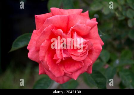 Vue en gros plan d'une fleur rose saumon avec des feuilles vertes Banque D'Images