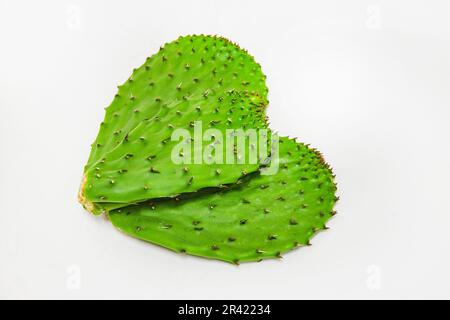Vue de haut en bas de trois pads de cactus sur fond blanc Banque D'Images