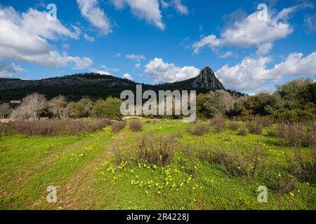 Puig de ses 355 Vers de mts, sierra de Galdent, Llucmajor, Majorque, Iles Baléares, Espagne, Europe. Banque D'Images