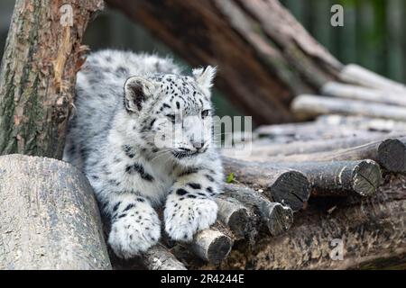 Irbis, léopard des neiges (Panthera uncia) Banque D'Images