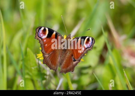 Le papillon Peacock, Inachis io, boit le nectar tout en étant assis sur le pissenlit Banque D'Images