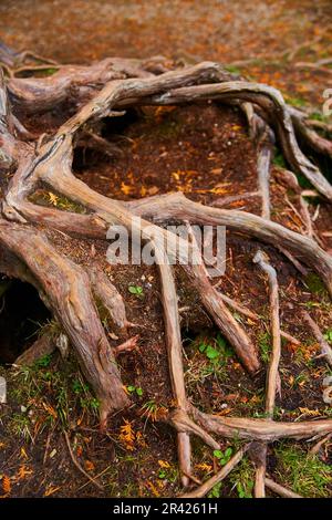 Croquantes racines d'arbres avec fond de forêt brun et creux sous les racines Banque D'Images