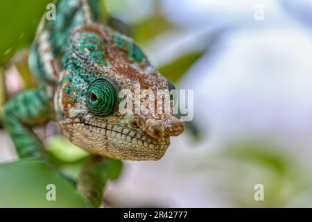 Caméléon à cornes de globe ou caméléon à cachons plats, Calumma globifer, Malé, réserve de Peyrieras Madagascar faune exotique Banque D'Images