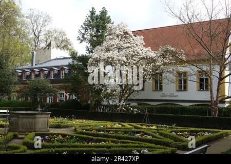 Magnolia x soulangiana Alba Superba, tulipe magnolia Banque D'Images