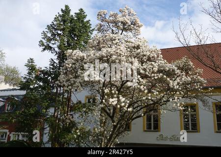 Magnolia x soulangiana Alba Superba, tulipe magnolia Banque D'Images