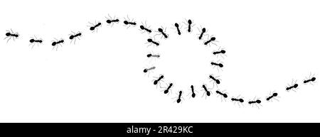 Des lignes de fourmis noires encerclent un espace vide pouvant être utilisé pour le texte ou l'illustration dans une illustration isolée sur un arrière-plan blanc. Illustration de Vecteur