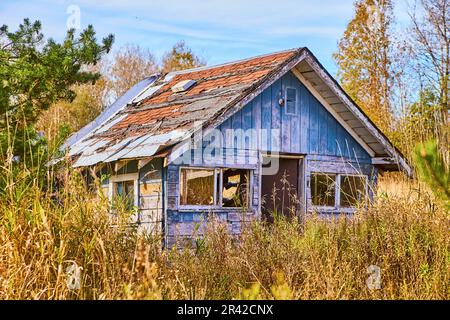 Maison texturée abandonnée peinture bleue ébréchée pourrissant le toit et le champ surcultivé avec un arbre vert Banque D'Images