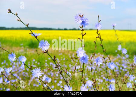 Chicorée et champ de colza en fleurs. Coloré en milieu d'été, mise au point sélective Banque D'Images