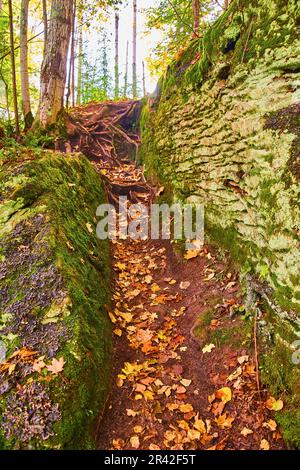 Chemin de terre de forêt parsemé de feuilles entre le canyon comme des murs couverts de mousse verte et de lichen Banque D'Images