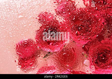 Fleurs sous verre avec gouttes d'eau. Roses rouges sur fond rose et motif de breloques Banque D'Images